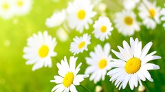 Macro Flowers Daisy fields
