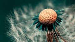 Macro Flowers dandelions