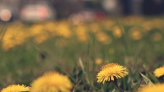 Macro Flowers dandelions yellow flowers