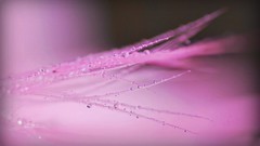 Macro Flowers dew pink