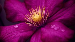 Macro Flowers dew pink flowers