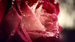 Macro Flowers dew pink roses water drops flower petals
