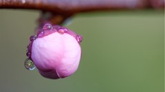 Macro Flowers dew Plants