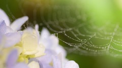 Macro Flowers dew white flowers spider webs depth of field