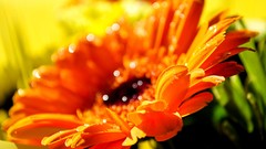 Macro Flowers dew yellow flowers