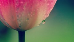 Macro Flowers drop depth of field