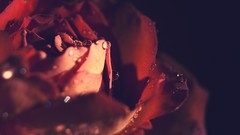 Macro Flowers drops roses