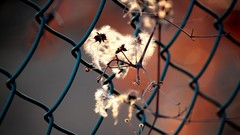 Macro Flowers fences Chain Link Fence depth of field