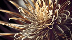 Macro Flowers flower petals