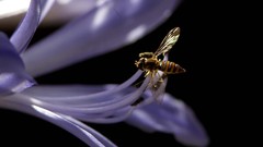 Macro Flowers fly insects