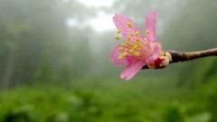 Macro Flowers fog nature pink flowers mist