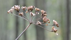 Macro Flowers forests