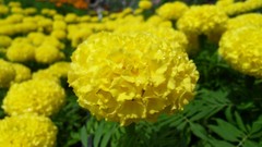 Macro Flowers Garden