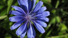 Macro Flowers grass close-up blue flowers