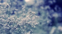Macro Flowers grass light Plants glare bokeh fields