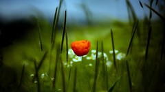 Macro Flowers grass Poppies