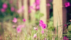 Macro Flowers grass purple
