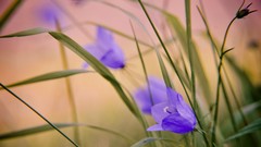 Macro Flowers grass purple flowers crocus