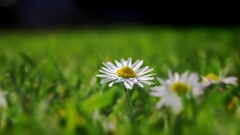 Macro Flowers grass tilt-shift