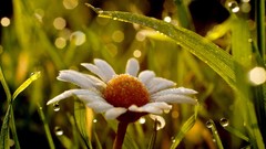 Macro Flowers grass water drops