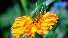 Macro Flowers grasshopper