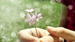 Macro Flowers hands pink flowers Photo manipulation