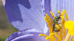 Macro Flowers hymenopthera