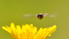 Macro Flowers insects