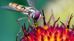 Macro Flowers insects