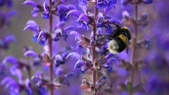 Macro Flowers insects bumblebee lavender hymenopthera
