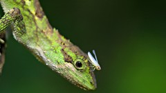 Macro Flowers insects Reptiles