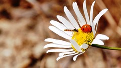 Macro Flowers insects white flowers ladybirds