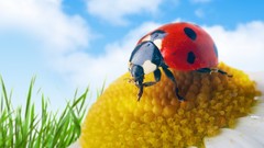 Macro Flowers insects white flowers ladybirds