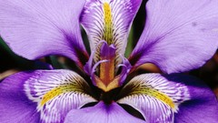 Macro Flowers Irises