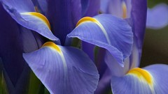 Macro Flowers Irises