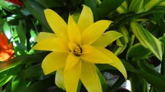 Macro Flowers karachi