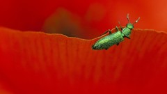 Macro Flowers leaves insects