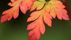 Macro Flowers leaves nature autumn close-up