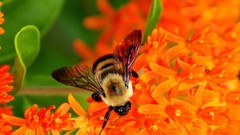 Macro Flowers leaves nature bees insects orange flowers