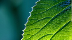 Macro Flowers leaves nature close-up