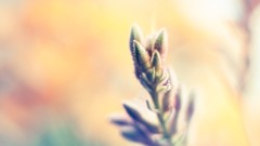 Macro Flowers leaves nature close-up