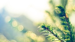 Macro Flowers leaves nature close-up