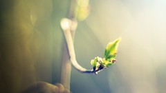 Macro Flowers leaves nature close-up