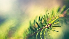 Macro Flowers leaves nature close-up