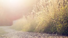 Macro Flowers leaves nature close-up