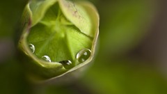 Macro Flowers leaves nature close-up water drops