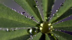 Macro Flowers leaves nature close-up water drops