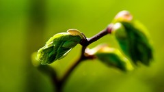 Macro Flowers leaves nature Green close-up