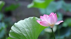 Macro Flowers leaves nature pink flowers depth of field