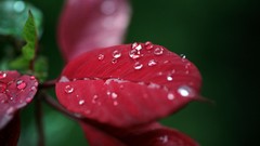 Macro Flowers leaves nature Plants close-up water drops